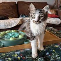 Thumbnail photo of Obi Wan Catnobi #1