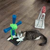 Thumbnail photo of Obi Wan Catnobi #2