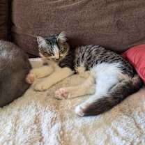 Thumbnail photo of Obi Wan Catnobi #3