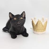 Thumbnail photo of Ziggy Stardust (Cosmic Litter) #1