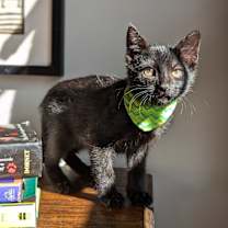 Thumbnail photo of Ziggy Stardust (Cosmic Litter) #2