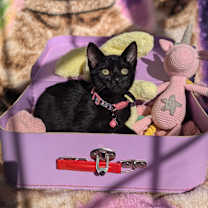 Thumbnail photo of Ziggy Stardust (Cosmic Litter) #4