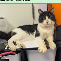 Thumbnail photo of Catrick Mahomes #1