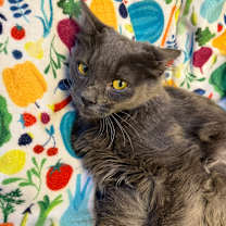 Thumbnail photo of Eunice #4