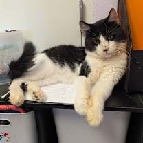 Thumbnail photo of Catrick Mahomes #4