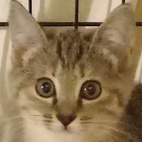 Thumbnail photo of Lacy #1