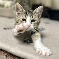 Thumbnail photo of Tink #2