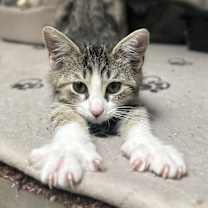 Thumbnail photo of Tink #3