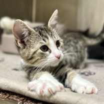 Thumbnail photo of Tink #4