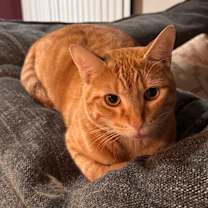 Thumbnail photo of Ollie #1