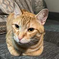 Thumbnail photo of Ollie #4