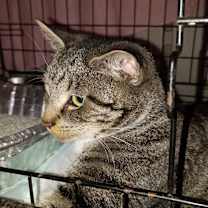 Thumbnail photo of Twinkle #1