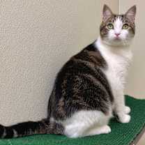 Thumbnail photo of Bunny #1