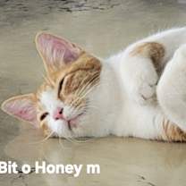 Thumbnail photo of Bit O Honey #1