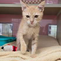 Thumbnail photo of Corn #1