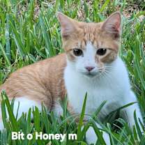 Thumbnail photo of Bit O Honey #2