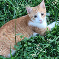 Thumbnail photo of Bit O Honey #3