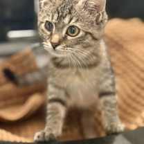 Thumbnail photo of Okios [FeLV+ FIV+] #2