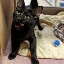 Thumbnail photo of Fox #4