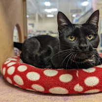 Thumbnail photo of Eva #4