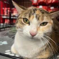 Thumbnail photo of Smiley the Calico SP #1