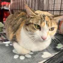 Thumbnail photo of Smiley the Calico SP #3