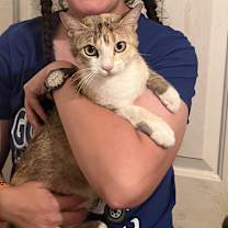 Thumbnail photo of Smiley the Calico SP #2