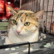 Thumbnail photo of Smiley the Calico SP #4