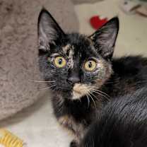 Thumbnail photo of Grasshopper #3