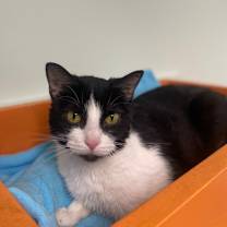 Thumbnail photo of Lady Pawsalot #1