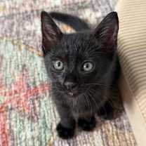 Thumbnail photo of Aries #1