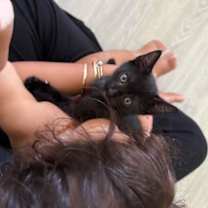 Thumbnail photo of Aries #2