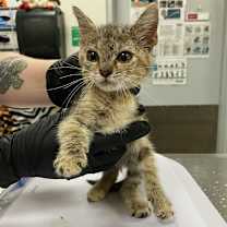 Thumbnail photo of Livy #2