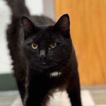 Thumbnail photo of Tar #1