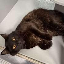 Thumbnail photo of Tar #2