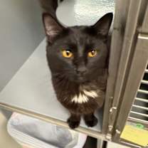 Thumbnail photo of Tar #4