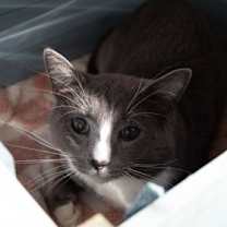 Thumbnail photo of Braveheart #2