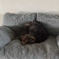 Thumbnail photo of Cherries #2