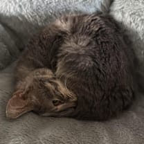 Thumbnail photo of Cherries #3