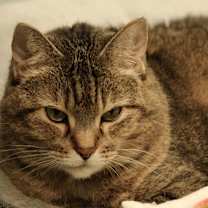 Thumbnail photo of Bandit #4