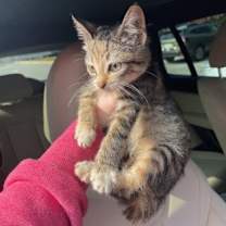 Thumbnail photo of Praline #1