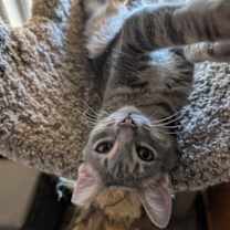 Thumbnail photo of HANSEL #2