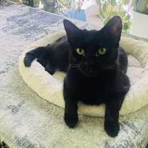 Thumbnail photo of Pearl #2