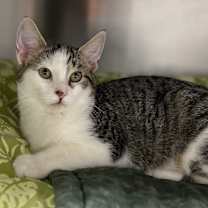 Thumbnail photo of Kit Kat #1