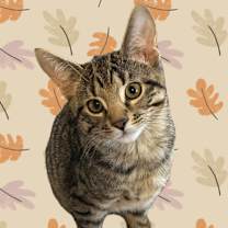 Thumbnail photo of Comet #1