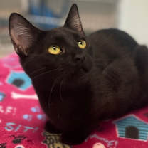 Thumbnail photo of Morticia #1