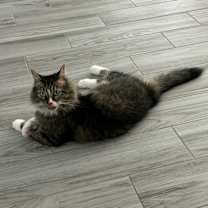 Thumbnail photo of Nezzy #4