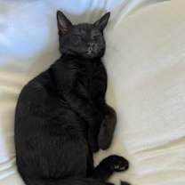 Thumbnail photo of Cleopatra(C000-683)- City of Industry Location #3