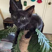 Thumbnail photo of Cleopatra(C000-683)- City of Industry Location #4