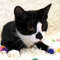 Thumbnail photo of Penny Wise #4